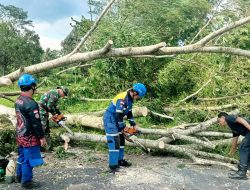 Angin Kencang Terjang Tasikmalaya, Belasan Rumah Terdampak Pohon Tumbang