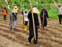 Dukung Program Ketahanan Pangan, Polres Tasikmalaya Garap 22 Hektare Lahan Jagung
