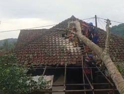 Pohon Kedongdong Tumbang Akibat Hujan Deras, Satu Rumah Warga Sukaraja Terdampak
