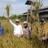 Panen Raya Padi Organik di Manonjaya, Wakil Bupati Asep Sopari Bicara Masa Depan Pertanian Sehat