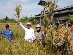 Panen Raya Padi Organik di Manonjaya, Wakil Bupati Asep Sopari Bicara Masa Depan Pertanian Sehat