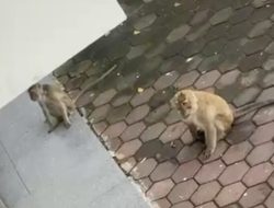 Teror Gerombolan Monyet Resahkan Warga Legok Kadu Tasikmalaya, Rumah Rusak hingga Warga Ketakutan