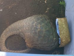 Polisi Bongkar Perdagangan Ilegal Trenggiling, Dua Pelaku Dibekuk di Karangnunggal