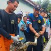 Warga Tasikmalaya Dikejutkan Ular Sanca di Kandang Ayam, Evakuasi Berlangsung Dramatis