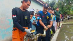 Warga Tasikmalaya Dikejutkan Ular Sanca di Kandang Ayam, Evakuasi Berlangsung Dramatis