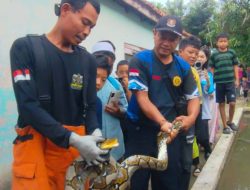 Warga Tasikmalaya Dikejutkan Ular Sanca di Kandang Ayam, Evakuasi Berlangsung Dramatis