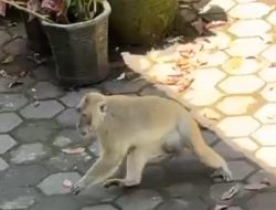 Teror Monyet Kian Meresahkan, Rumah Warga di Salawu Dikepung Hingga Penghuni Tak Berani Keluar