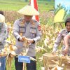 Panen Jagung Serentak di Tasikmalaya Hasilkan Ratusan Ton