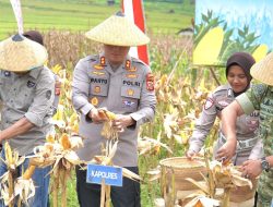 Panen Jagung Serentak di Tasikmalaya Hasilkan Ratusan Ton