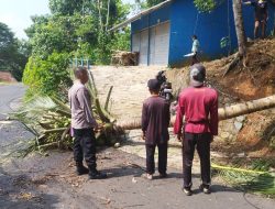 Dua Pemotor Nyaris Tewas Tertimpa Pohon Kelapa Tumbang di Tasikmalaya
