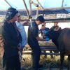 Harga Sapi Naik, Penjualan Hewan Kurban di Tasikmalaya Menurun