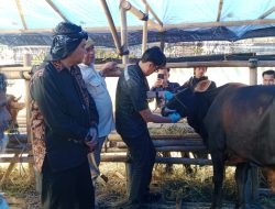 Harga Sapi Naik, Penjualan Hewan Kurban di Tasikmalaya Menurun