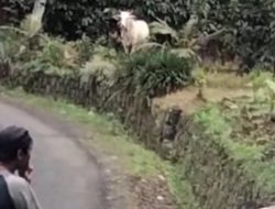 Drama Idul Adha di Tasikmalaya, Sapi Kurban Kabur hingga 4 Kilometer