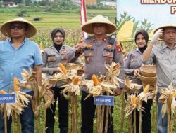 Dukung Asta Cita Presiden, Satreskrim Polres Tasikmalaya Pantau Pertumbuhan Jagung di Sukaraja 