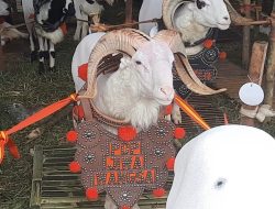 Pesta Patok di Tasikmalaya, Dongrak Nilai Jual Domba dan Kambing