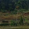 Detik Detik Longsor di Kampung Naga Terekam Warga, 2,5 Hektare Sawah Tertimbun