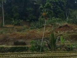 Detik Detik Longsor di Kampung Naga Terekam Warga, 2,5 Hektare Sawah Tertimbun