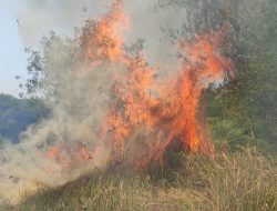 Diduga Dipicu Puntung Rokok, 1 Hektare Lahan Kering di Sukaresik Tasikmalaya Terbakar