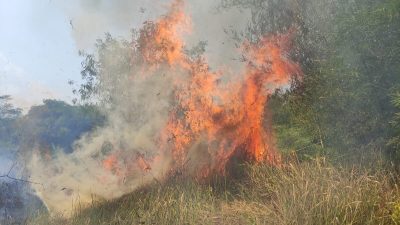 Diduga Dipicu Puntung Rokok, 1 Hektare Lahan Kering di Sukaresik Tasikmalaya Terbakar