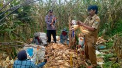 Saluran Irigasi Mati, Puluhan Hektare Sawah di Cigalontang Disulap Jadi Ladang Jagung