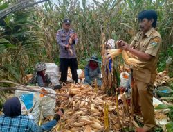 Saluran Irigasi Mati, Puluhan Hektare Sawah di Cigalontang Disulap Jadi Ladang Jagung