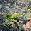 Bersihkan Kebun Berujung Maut, Warga Culamega Tasikmalaya Tewas Terbakar